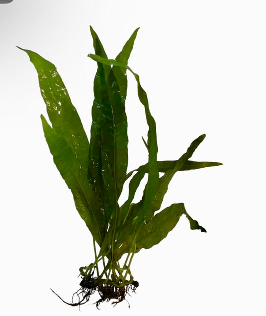Java fern (Microsorum pteropus)