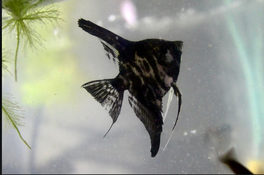 Black and white marble lace angelfish small/medium
