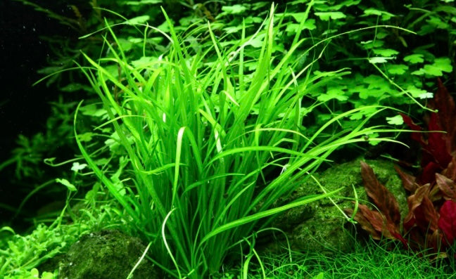 Helanthium tenellum 'Green' tropica 1-2 grow cup