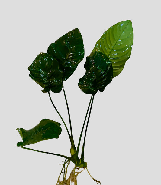 Anubias barteri broad leaf