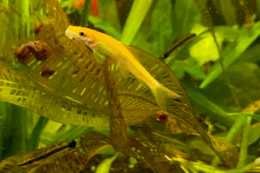 Golden algae eater(Gyrinocheilos aymonieri)