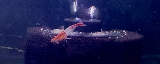 Red rili shrimp (Neocaridina davidi)