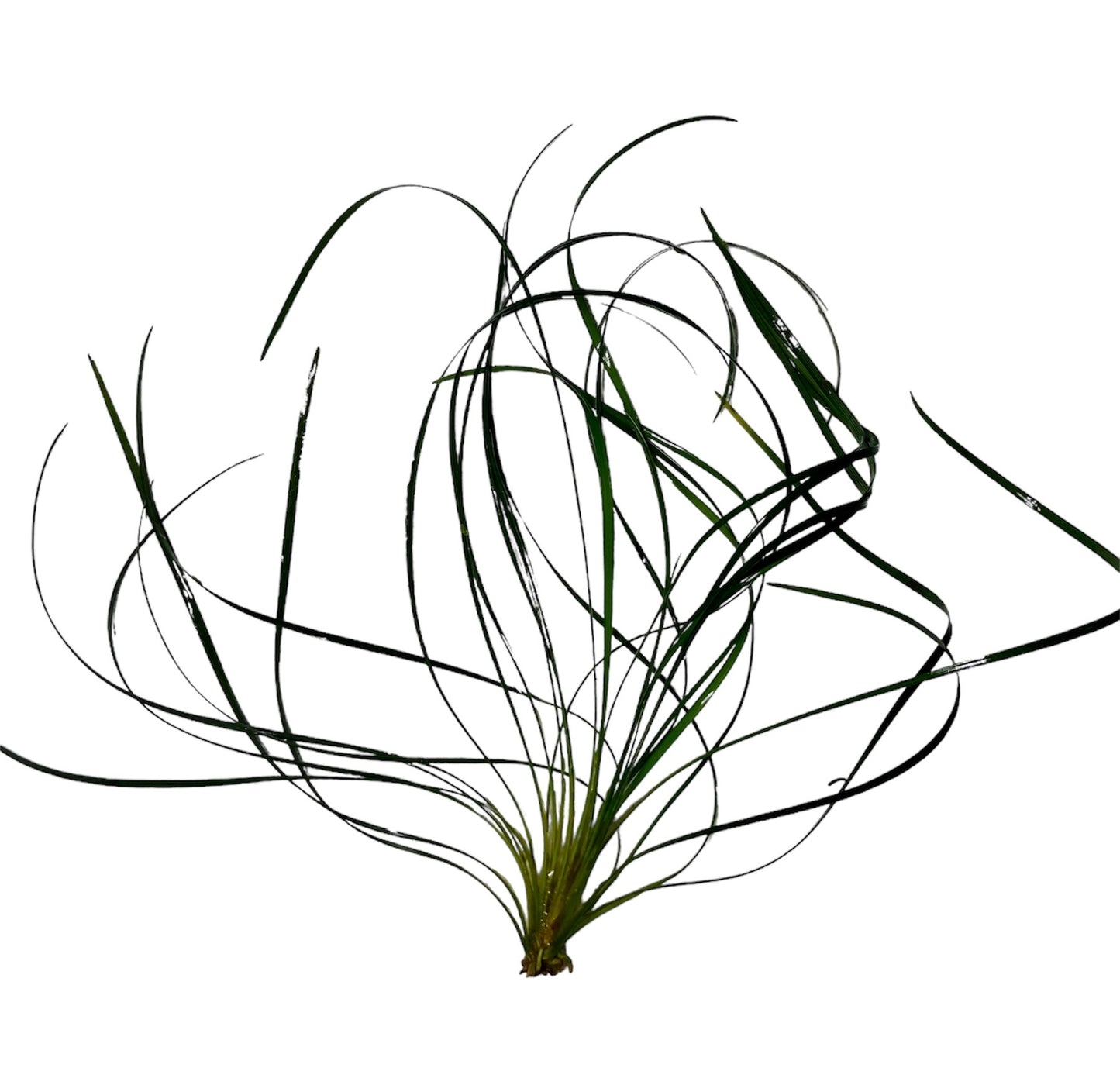Mondo grass (Ophiopogon Japonicus Nana)