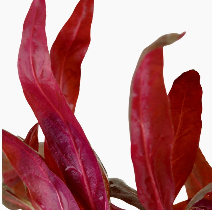 Alternanthera reineckii 'Pink' potted tropica